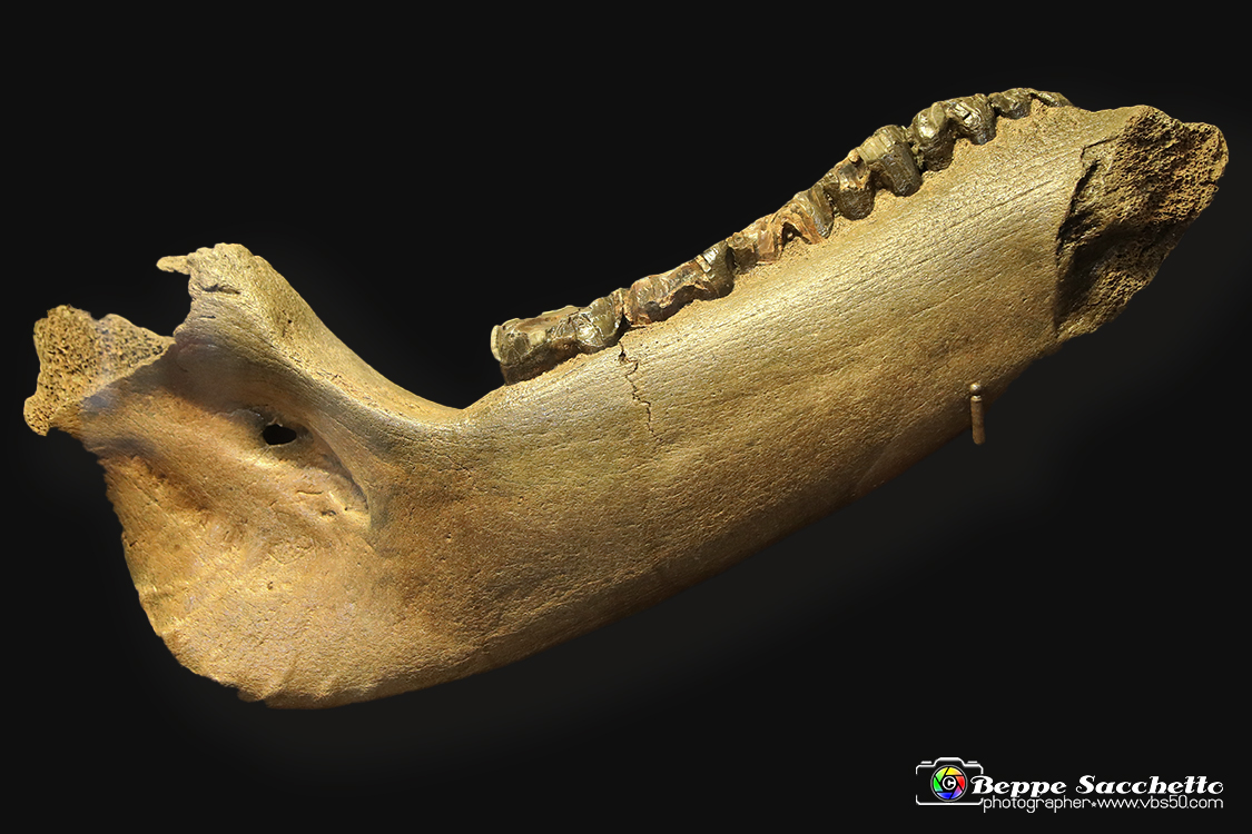 VBS_9058 - Museo Paleontologico - Asti.jpg